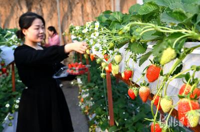 游客在采摘新鲜草莓